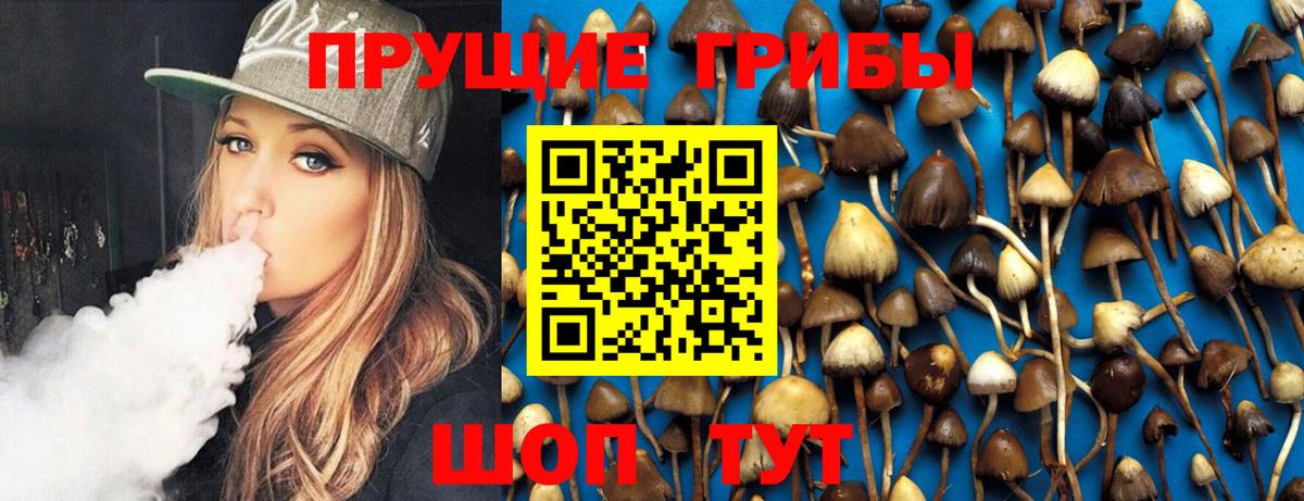 Галлюциногенные грибы Psilocybe Муром